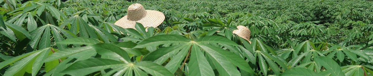 Cassava plantation