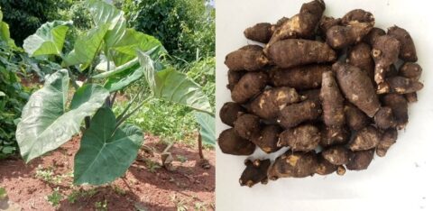 Zum Artikel "PhD-Projekt: Metabolom-Proteom-Profil und Stärkequalität von Cocoyam"