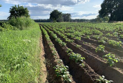 Zum Artikel "Bericht zum EpiPotato Projekt"