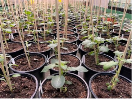 Towards entry "Kartoffeln zeigen stadiumspezifische Reaktionen auf Phosphormangel"